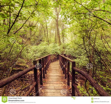 Jungle Landscape In Vintage Style Wooden Bridge At