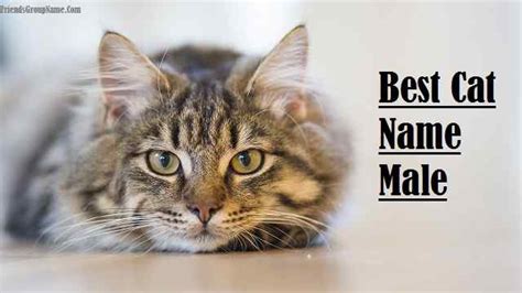 Best Cat Name Male For Funny, Cool & Unique Names List