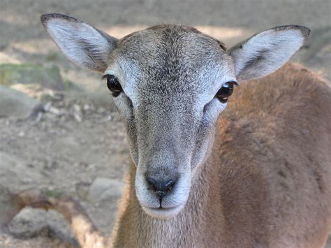 Female Mouflon Flickr Photo Sharing