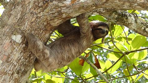 Meet The Hanged Sloths Hanging Sloth Studios