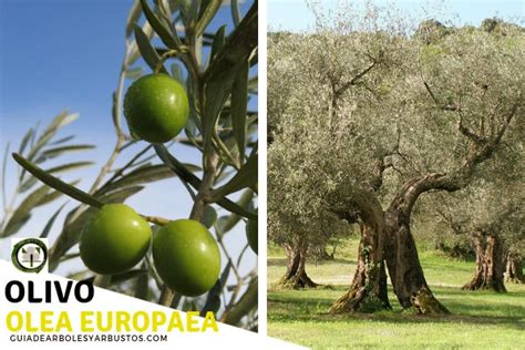 El Olivo Olea Europaea En Los Bosques Comestibles