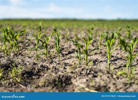 Rows Of Growing Young Green Corn Seedling Sprouts In Cultivated