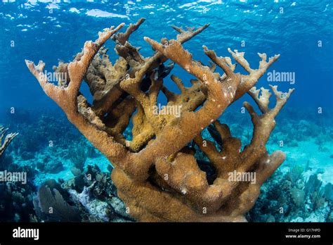 a beautiful elkhorn coral colony grows in the caribbean near belize