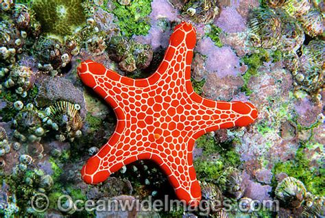 Starfishseastars Sea Stars Starfish