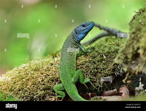 European Green Lizard Lacerta Viridis Male With Green Background