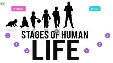4º Stages Of Human Life By Igongar72 On Genially