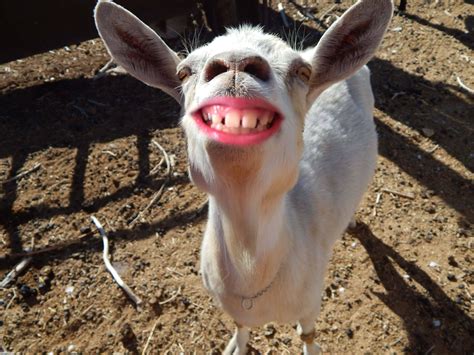 Funny Smiling Goat Smiling Animal Funny Goat Pictures With Captions