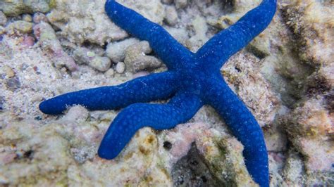 Some Starfish Have Up To 40 Arms Plus 10 Other Starfish Facts