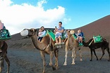 Camel ride in timanfaya national park Lanzarote | Compare Price 2023