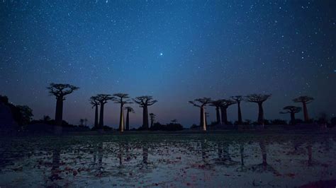 Morondava Baobab Bing Wallpaper Download