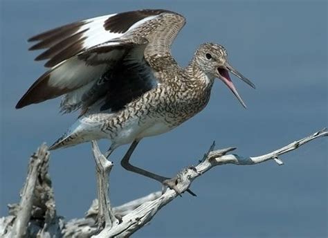 Willet Sea Birds Bird Species Birds Flying