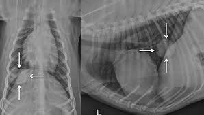 This is an injectable form of chemotherapy shown to provide a partial response to treatment in a very small number of dogs with lung tumors. Lung Tumors in Dogs & Cats - Early Identification is Key!