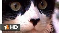 A Cat's Tale (2008) - Cats in Love Scene (10/10) | Movieclips - YouTube
