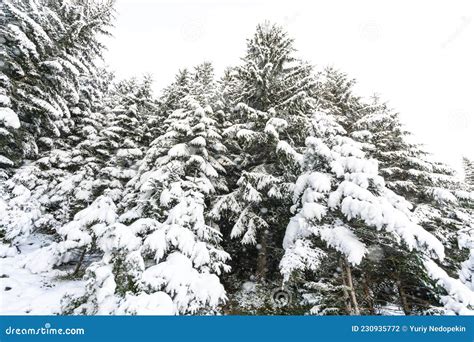Tall Dense Old Spruce Trees Grow On A Snowy Slope Royalty Free Stock