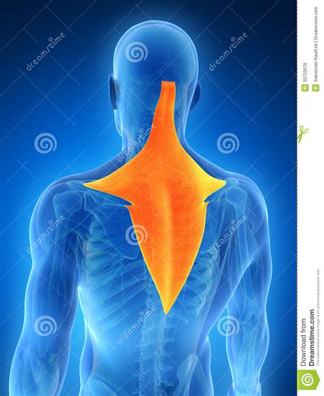 3d Illustration Of Trapezius Part Of Muscle Anatomy Stock Photo