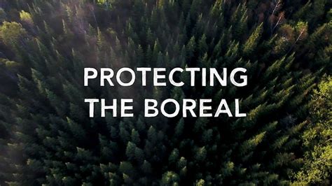 Save The Canadian Boreal Which Is The Largest Remaining Intact Forest