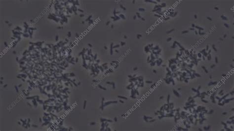 E Coli Bacteria Microscopy Stock Video Clip K0069593 Science