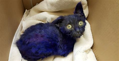 Kitten That Was Dyed Purple And Used As Dog Fighting Bait Gets Rescued