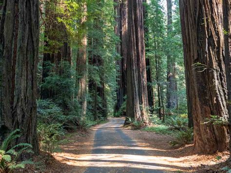 San Francisco To The Redwoods Road Trip Guide Key Stops