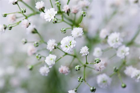 Baby's Breath Flowers - What Other Baby's Breath Cultivars Are There