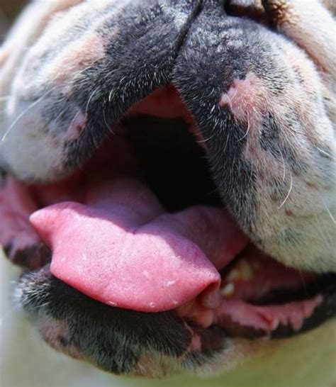 Dog Lip Sores Pictures
