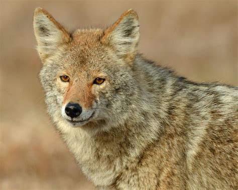 Coyote Alpha Male Desert Animals Wild Dogs Alpha Male