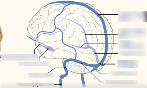 Venous Sinuses Of Brain Diagram Quizlet