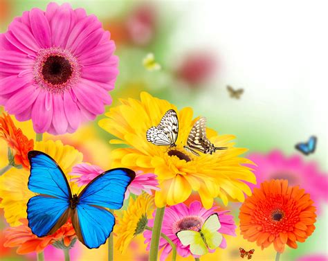 Download Spring Flowers And Butterflies Wallpaper Hd By Amorrow14