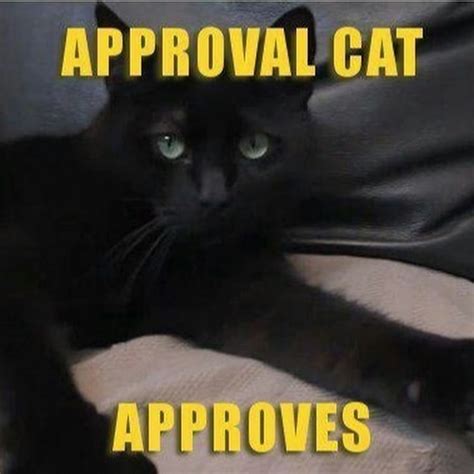 Approval Cat Approves Youtube