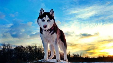 Siberian Husky Dog Wallpapers Top Free Siberian Husky Dog Backgrounds