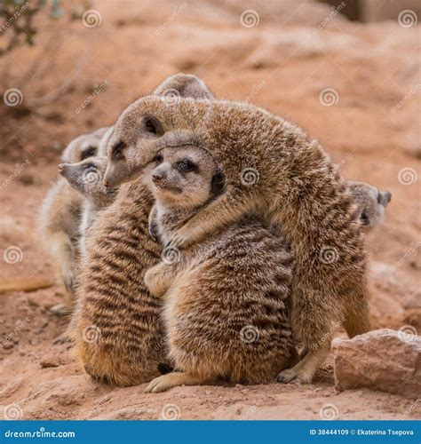 Group Of Meerkats Hugging Stock Image Image Of Sand 38444109