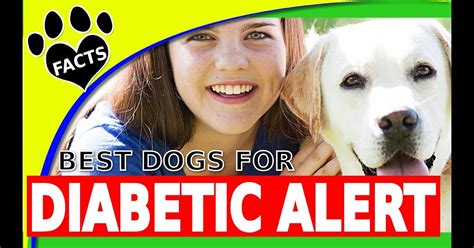 Best Service Dogs For Diabetics Diabeteswalls