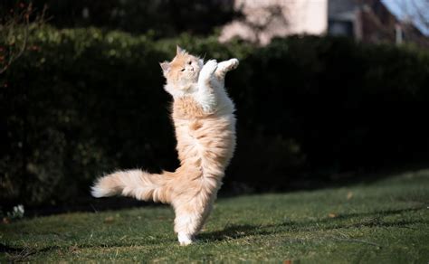 Können Katzen Backflips Machen Eine Katzensportlichkeit Erklärt