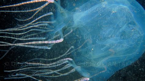 Box Jellyfish Or Sea Wasp Chironex Fleckeri Palawan Philippines