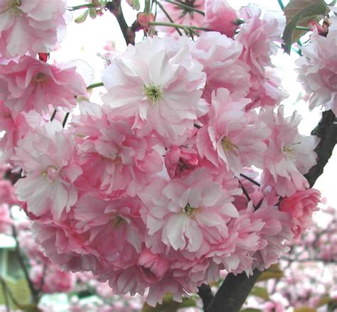 Qu'il soit bonbon, pâle, fuchsia ou juste rose vif, les fleurs portent cette couleur à merveille et tout le monde en profite. Arbre.fleurs.rose.douceurs par Rita VOGELS sur L'Internaute