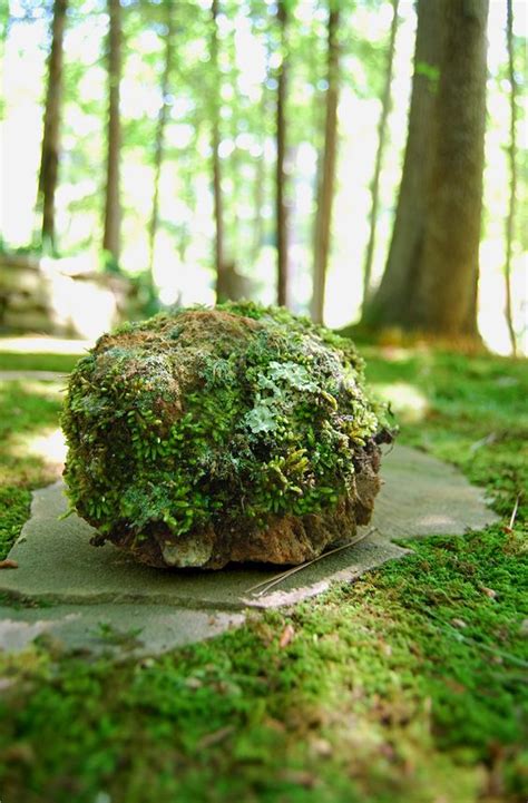 Growing A Moss Garden Facts Tips And Tricks