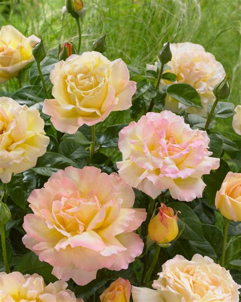 Rose Peace Parkers Wholesale