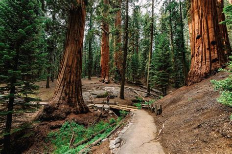 A Guide To Californias National Forests