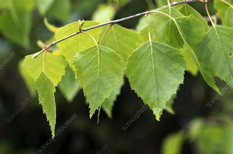 Silver Birch Spring Leaves Stock Image C0559298 Science Photo