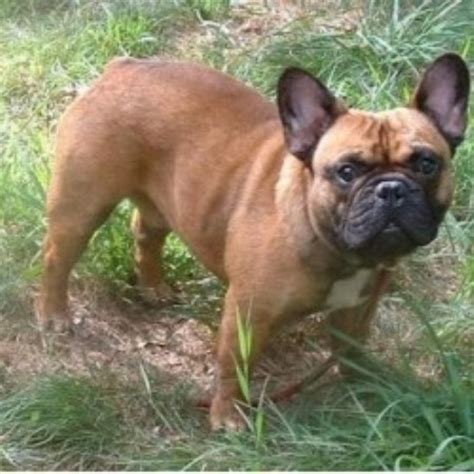 Specializing in the rare blue, chocolate, lilac/isabella and red colored french bulldogs. Hobby Breeders Corner, French Bulldog Breeder in Concord ...