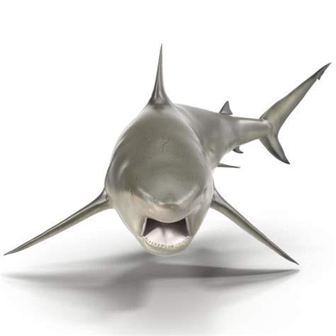 Pigeye Shark Pose 2 3d Model 3d Molier International