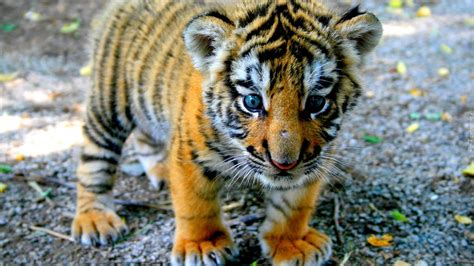 Mały Tygrys