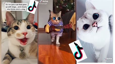 Best Tiktok Cats That Went Virale Tiktok Compilation Youtube