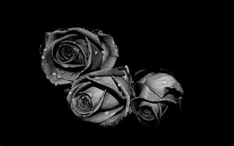 Black And White Flowers Wallpapers Hd Pixelstalknet