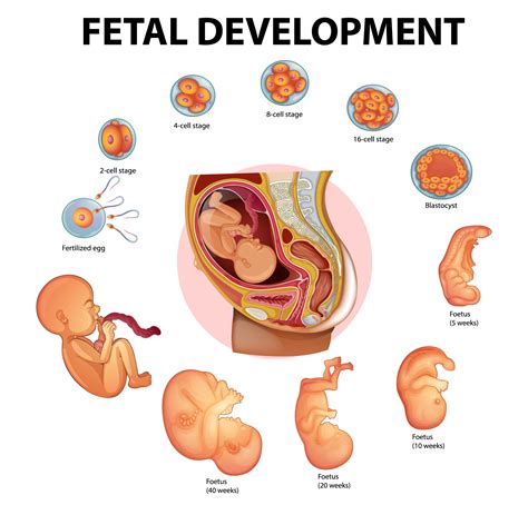 From A Single Cell To A Fully Formed Human Being The Journey Of Fetal