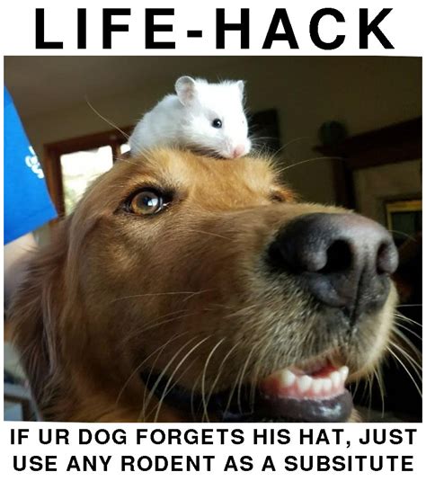 Pssst Hey You Want Memes Dog Hat Life Hack Just Use A Rodent