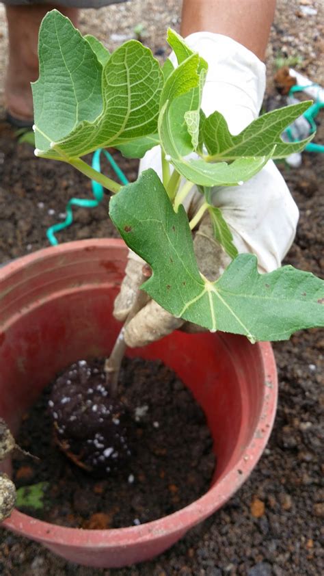 Cara mudah tut limau kasturi teknik menghasilkan anak pokok yang cepat berbuah kaedah yang ditunjukkan di dalam video. Amanda Putri's Garden: Cara menanam benih pokok tin dari ...