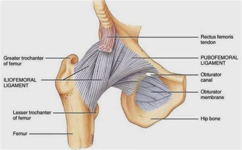 Anterior Aspect Of The Hip Ligaments Anatomy Pinterest The