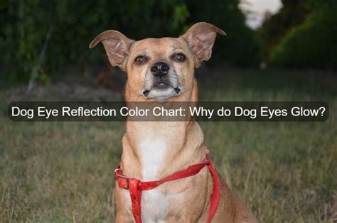 Dog Eye Reflection Color Chart Why Do Dog Eyes Glow