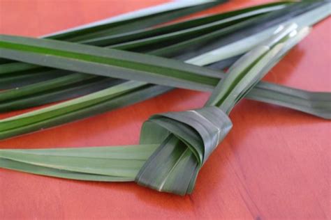 Pandan Leaves Uses Health Benefits And Storage New Malaysian Kitchen